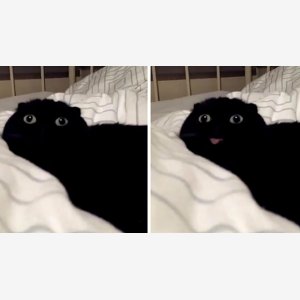 When X Vs When X Template   Blep Cat   Tongue Sticking Out   Chat Cat Langue